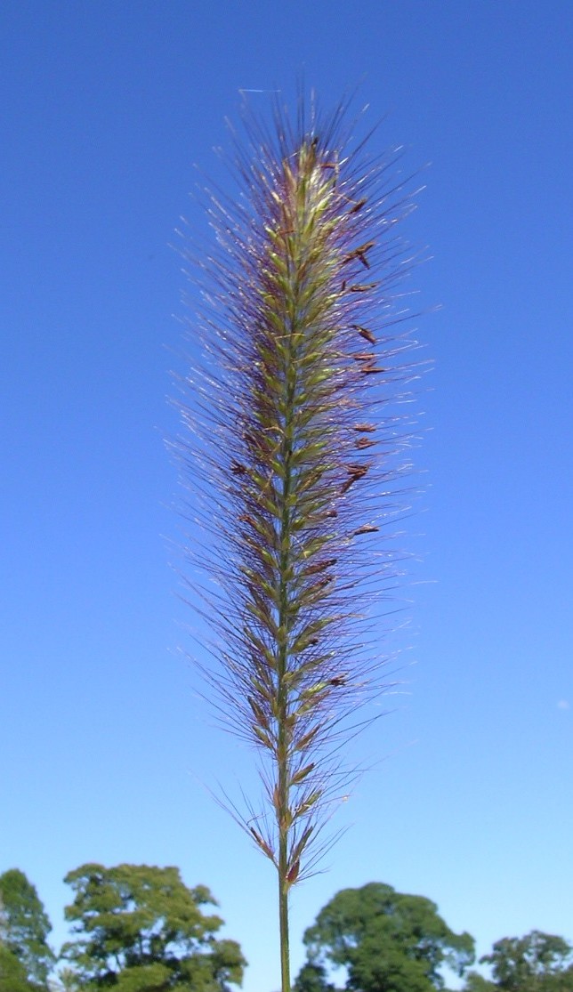 Cenchrus alopecuroides, Fountain grass — clumping deciduous (Poaceae) (image 4 of 10)