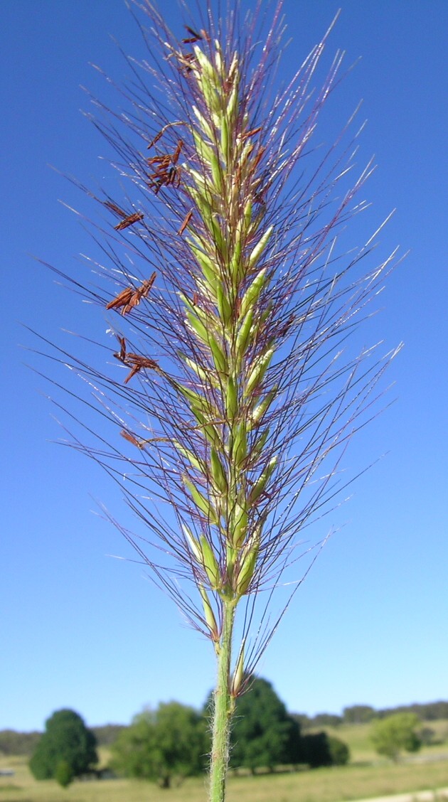 Cenchrus alopecuroides, Fountain grass — clumping deciduous (Poaceae) (image 5 of 10)