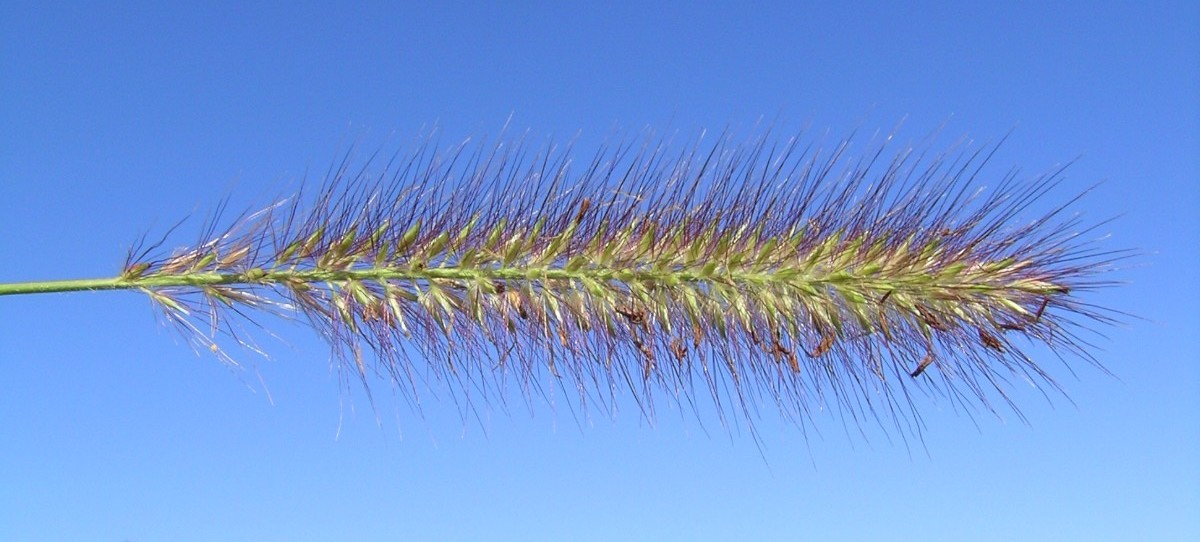 Cenchrus alopecuroides, Fountain grass — clumping deciduous (Poaceae) (image 6 of 10)