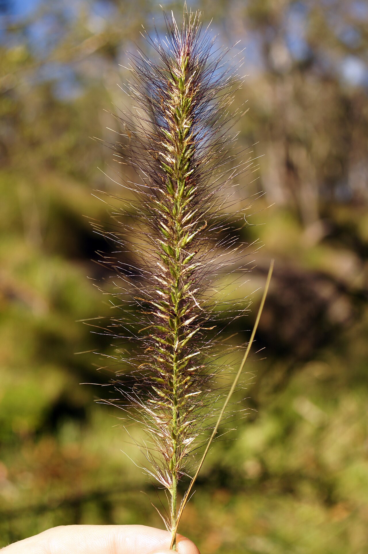 Cenchrus alopecuroides, Fountain grass — clumping deciduous (Poaceae) (image 7 of 10)