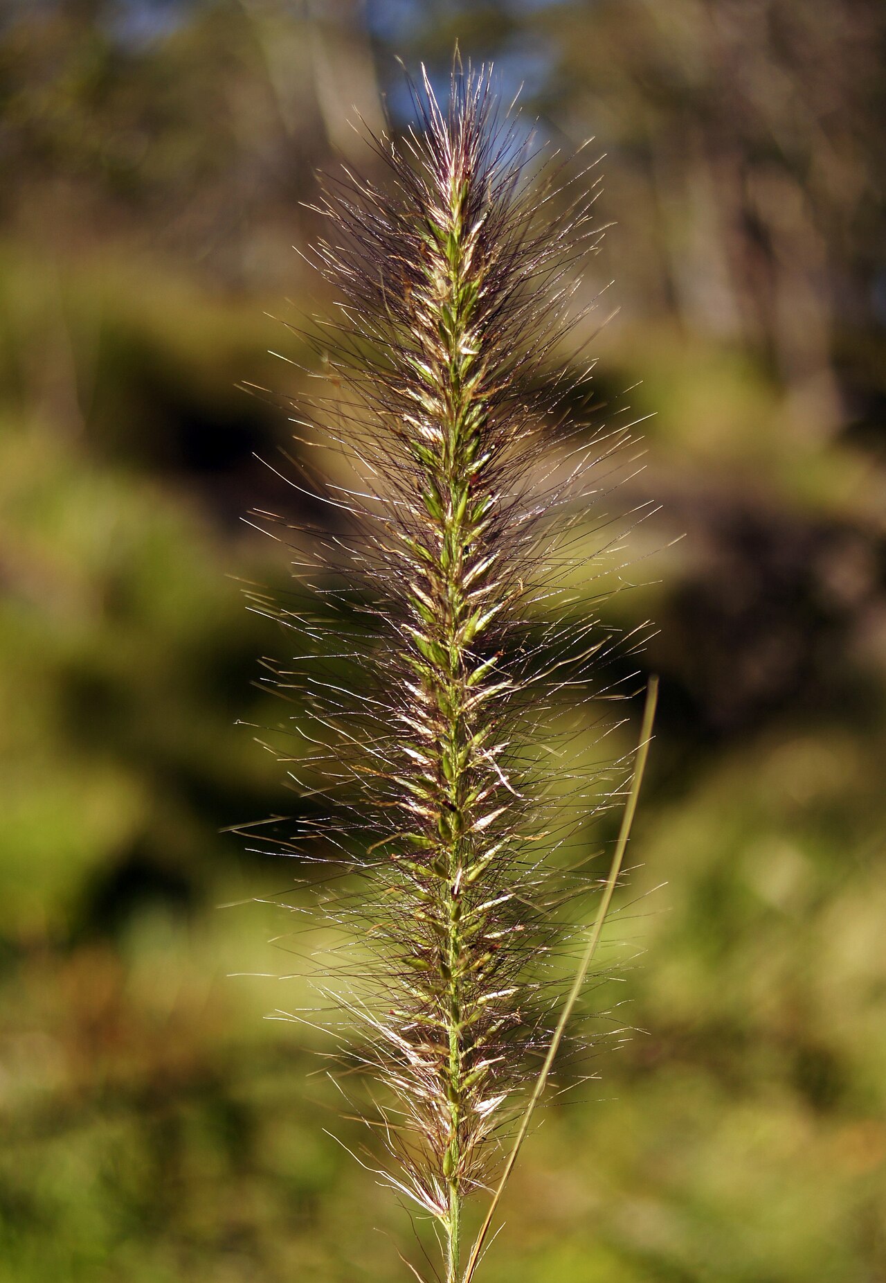 Cenchrus alopecuroides, Fountain grass — clumping deciduous (Poaceae) (image 8 of 10)