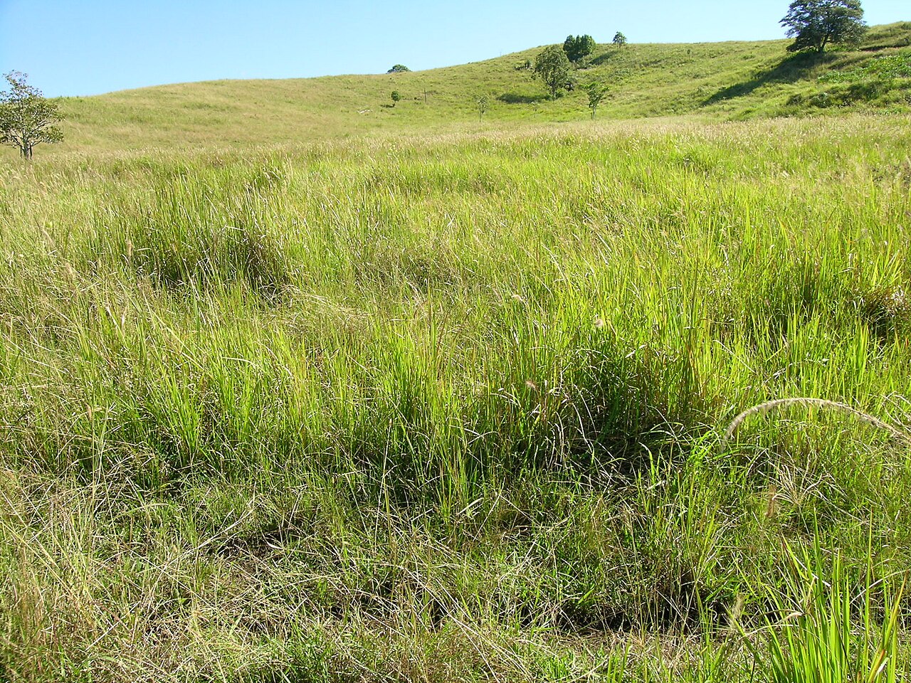 Cenchrus alopecuroides, Fountain grass — clumping deciduous (Poaceae) (image 9 of 10)