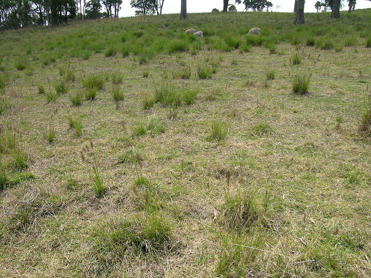 Cenchrus alopecuroides, Fountain grass — clumping deciduous (Poaceae) (image 10 of 10)