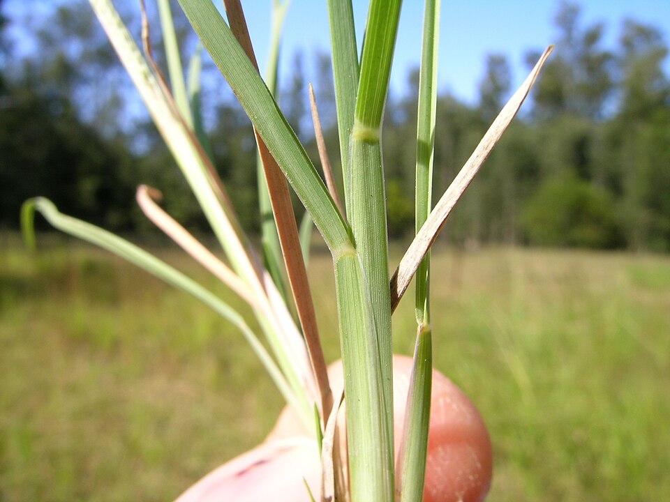 Chloris truncata (black windmill grass) (alternate view 6)