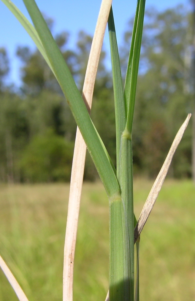 Chloris truncata (black windmill grass) (alternate view 7)