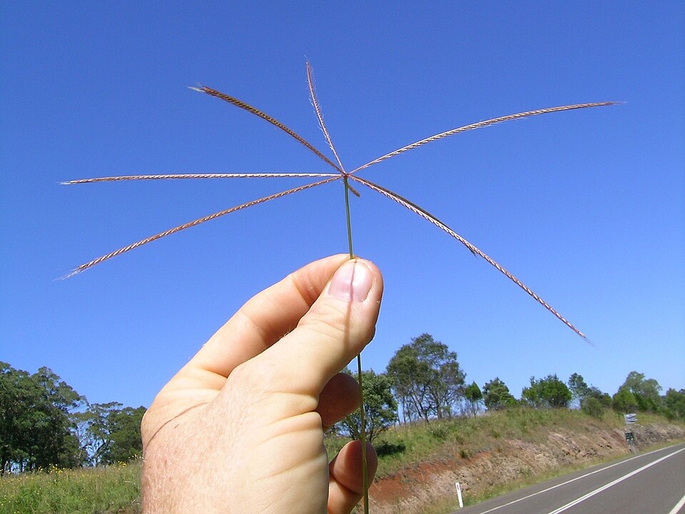 Chloris truncata (black windmill grass) (alternate view 8)
