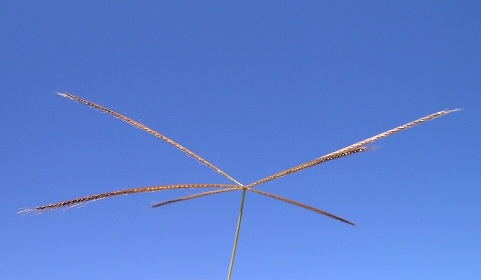 Chloris truncata (black windmill grass) (alternate view 9)