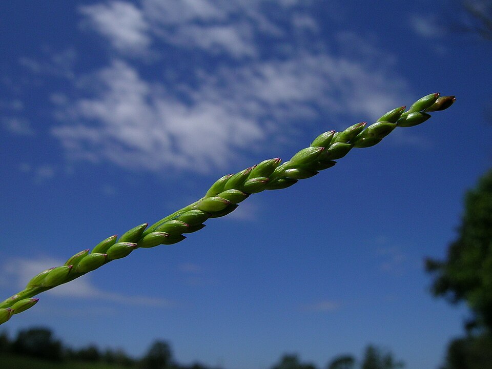 Entolasia stricta (Wiry Panic)