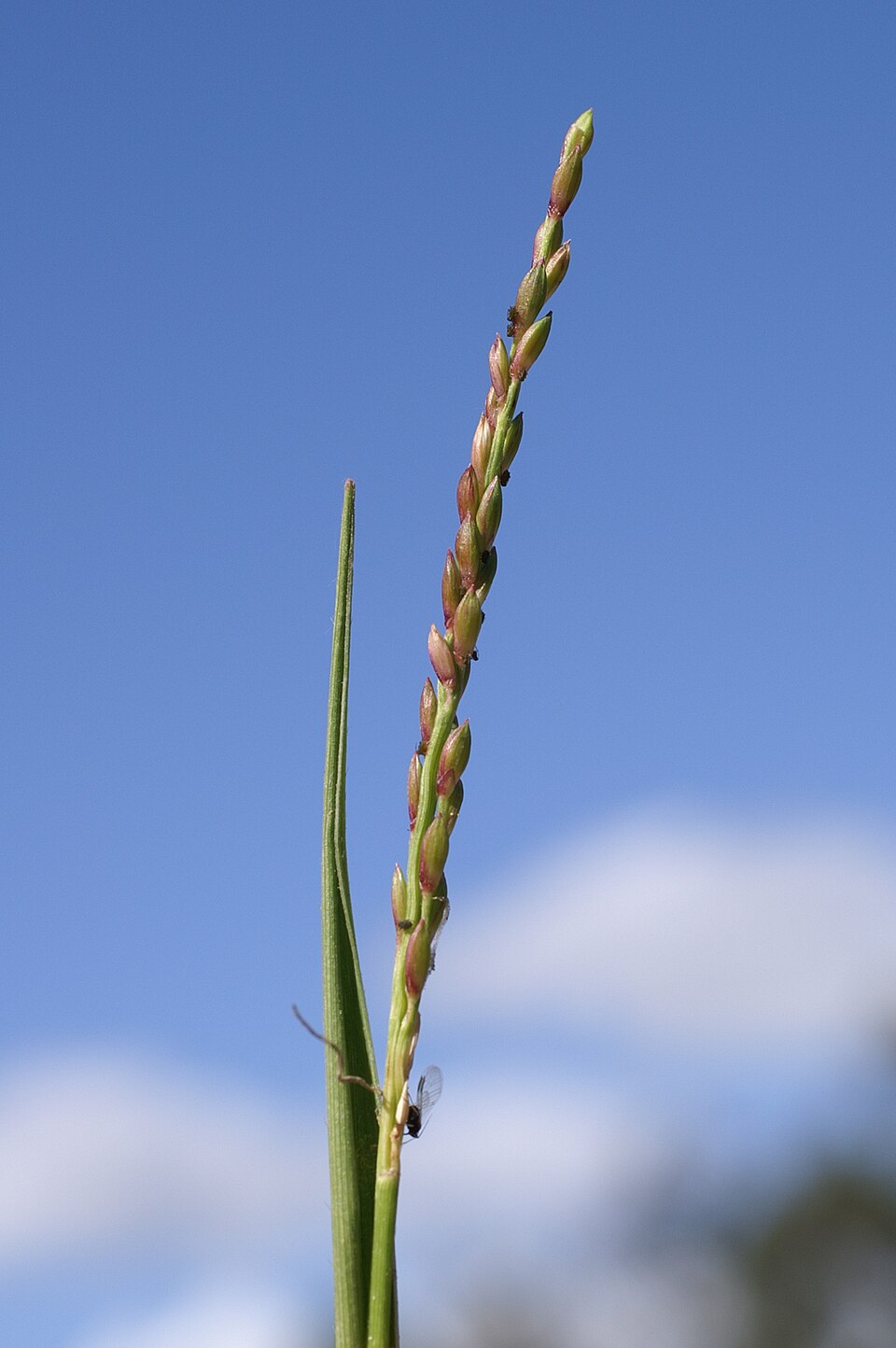 Entolasia stricta (Wiry Panic) (alternate view 2)