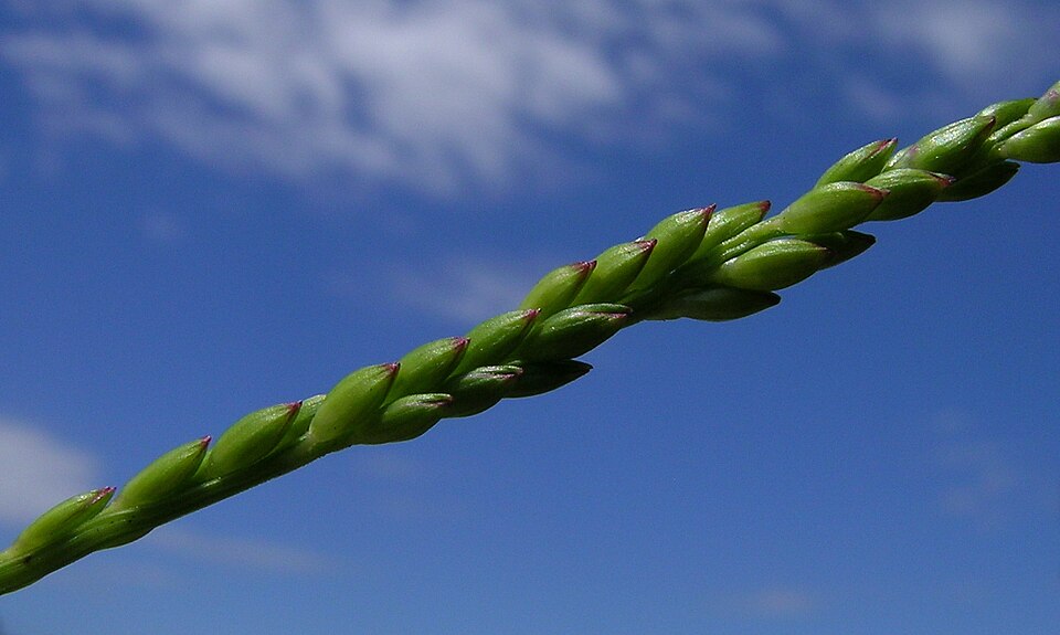 Entolasia stricta (Wiry Panic) (alternate view 3)