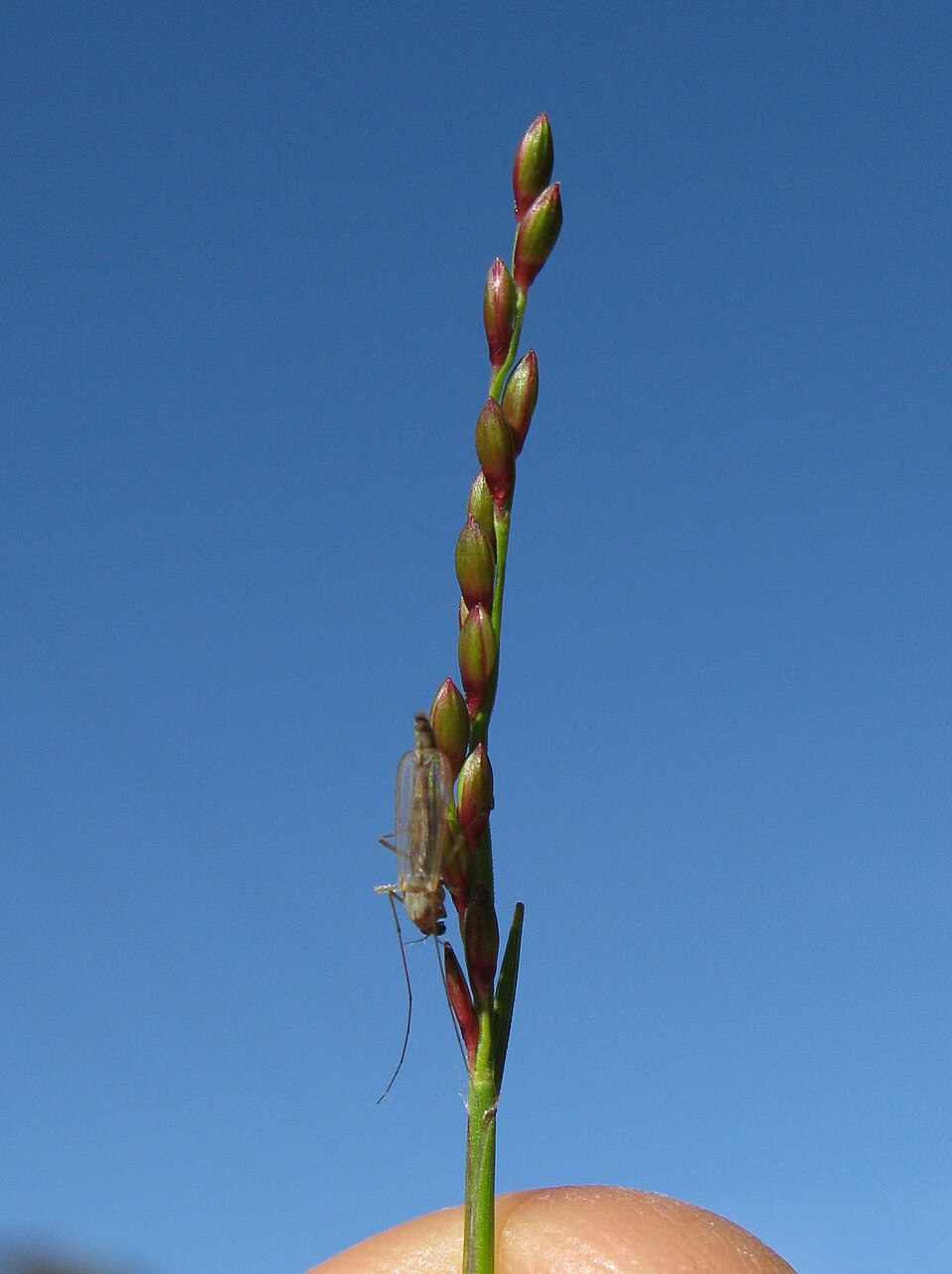 Entolasia stricta (Wiry Panic) (alternate view 4)