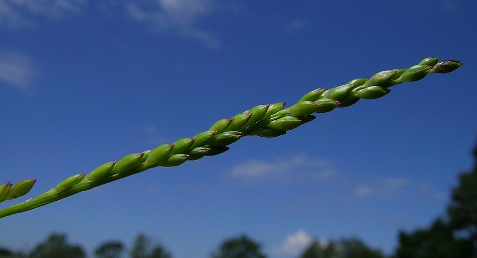 Entolasia stricta (Wiry Panic) (alternate view 5)