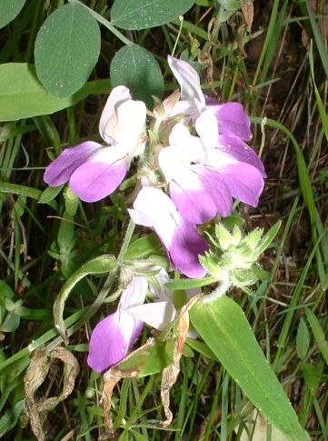 Collinsia heterophylla (Purple Chinese Houses) (alternate view 6)