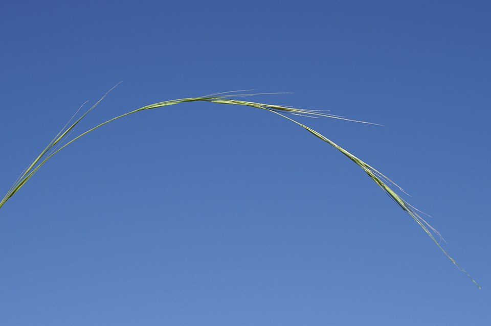 Microlaena stipoides (Weeping-grass) (alternate view 8)