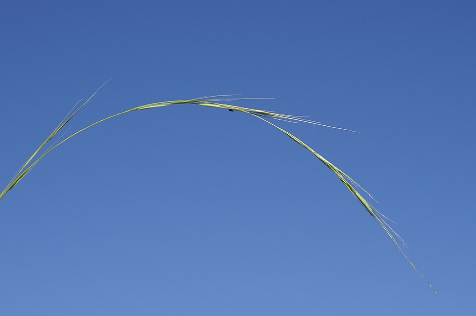 Microlaena stipoides (Weeping-grass) (alternate view 9)