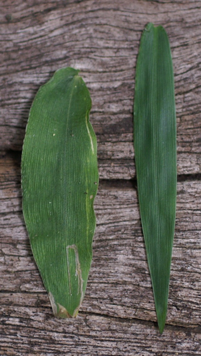 Oplismenus hirtellus (Basket Grass) (alternate view 9)