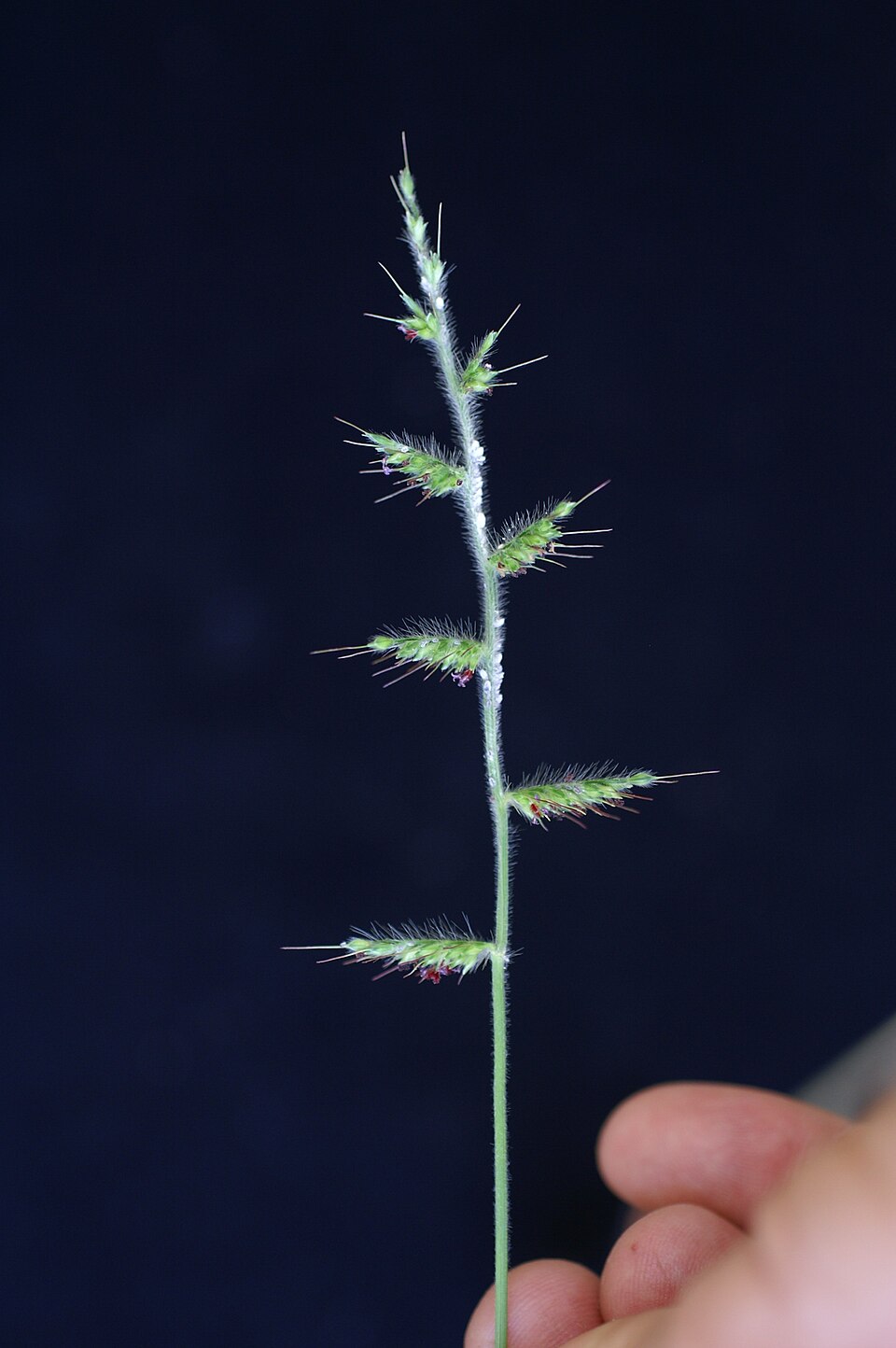 Oplismenus hirtellus (Basket Grass) (alternate view 10)