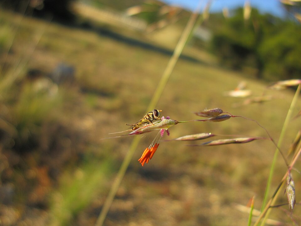 Rytidosperma pallidum (red-anther wallaby grass) (alternate view 10)