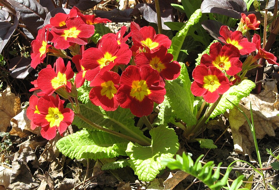 Primula (polyanthus) (alternate view 7)