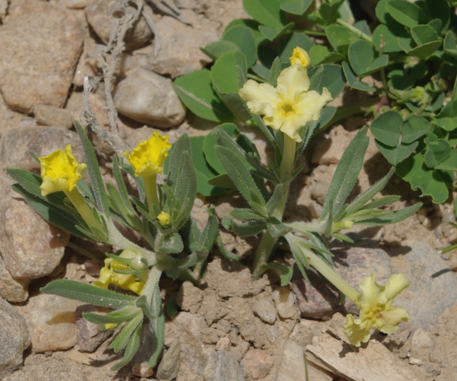 Lithospermum incisum (narrowleaf puccoon) (alternate view 7)