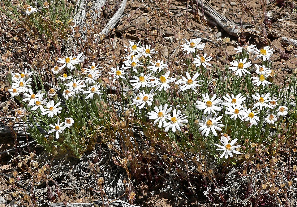 Chaetopappa ericoides (Rose Heath) (alternate view 6)