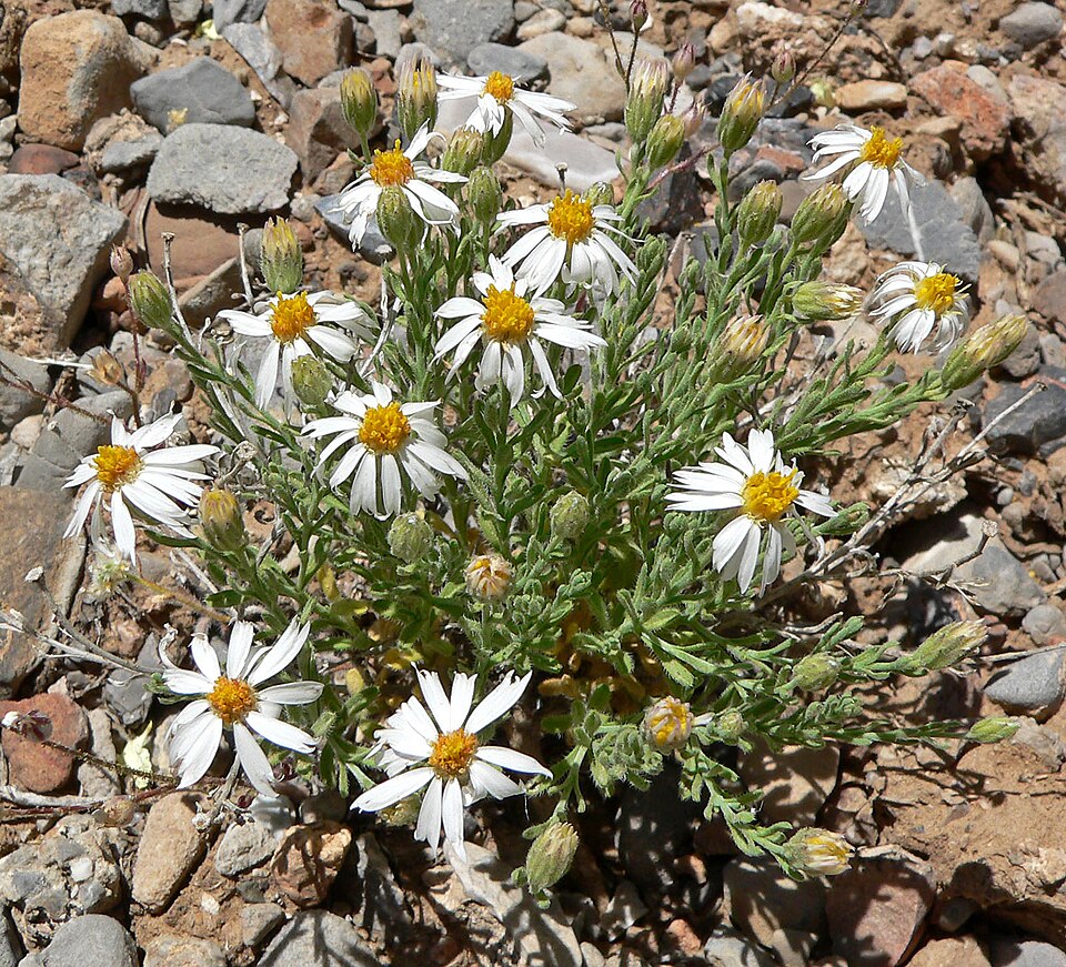 Chaetopappa ericoides (Rose Heath) (alternate view 7)