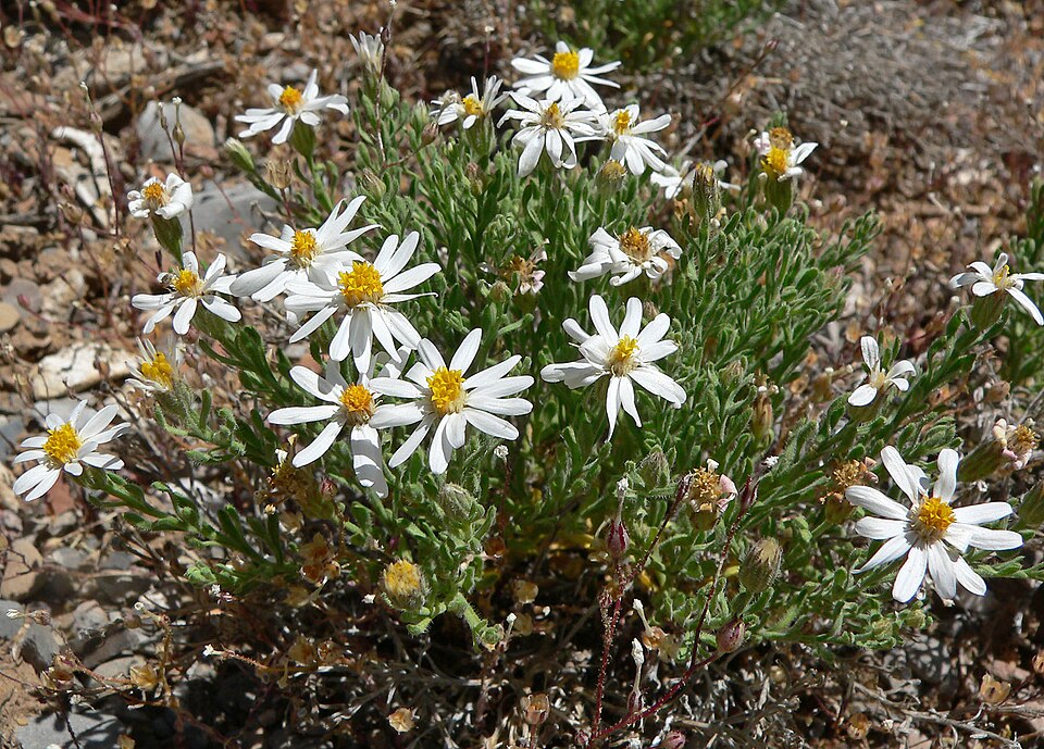 Chaetopappa ericoides (Rose Heath) (alternate view 8)
