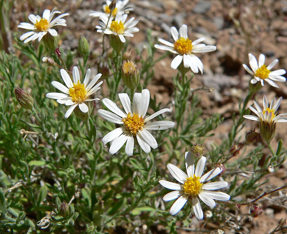 Chaetopappa ericoides (Rose Heath) (alternate view 9)