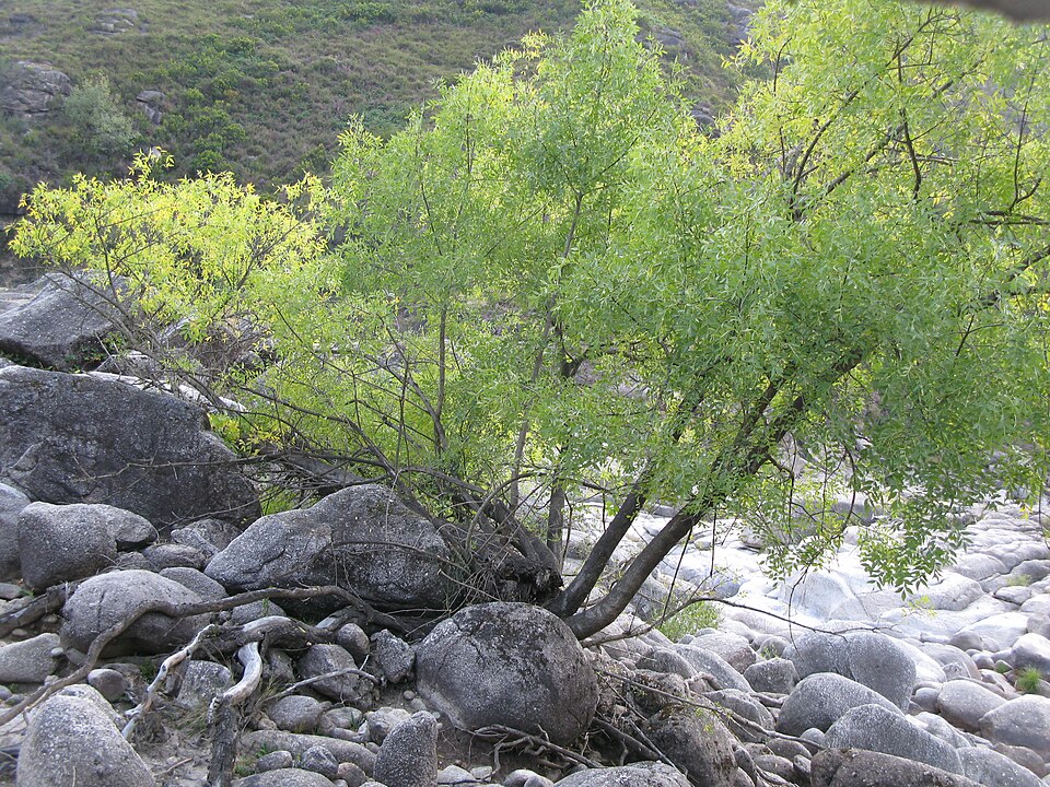 Fraxinus angustifolia (Narrow-leaved Ash) (alternate view 8)