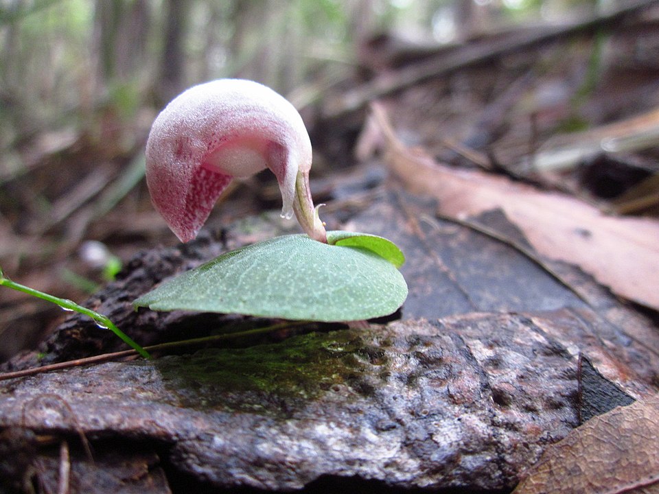 Corybas aconitiflorus (Spurred Helmet-orchid) (alternate view 6)