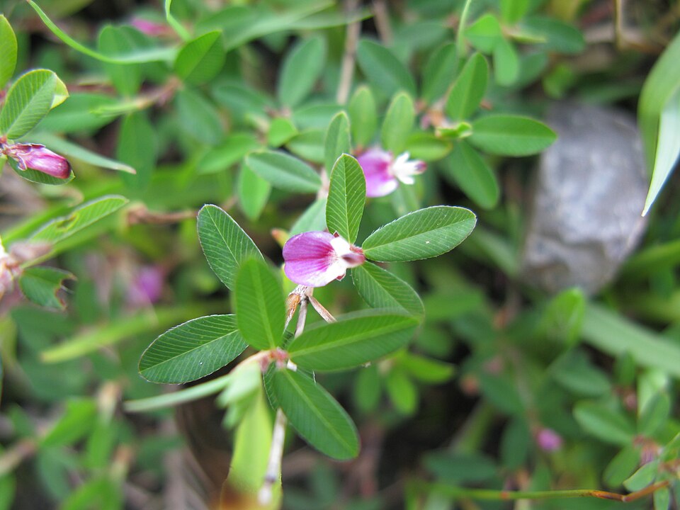 Kummerowia striata (Japanese Clover) (alternate view 9)