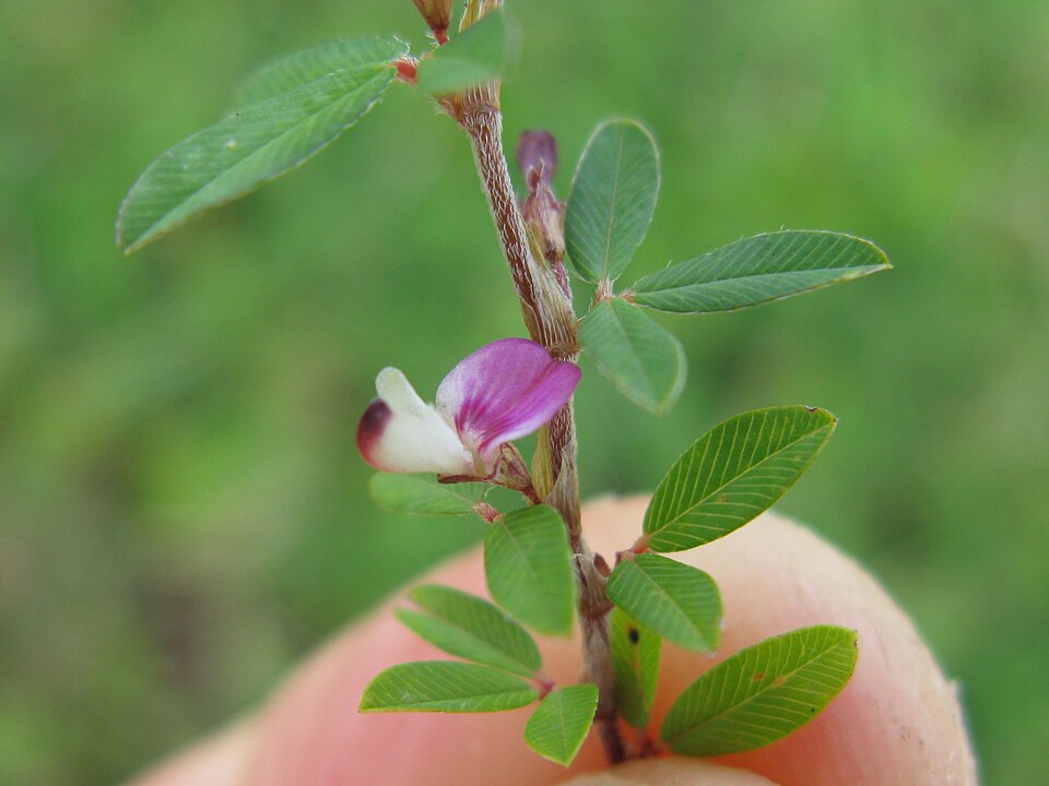 Kummerowia striata (Japanese Clover) (alternate view 10)