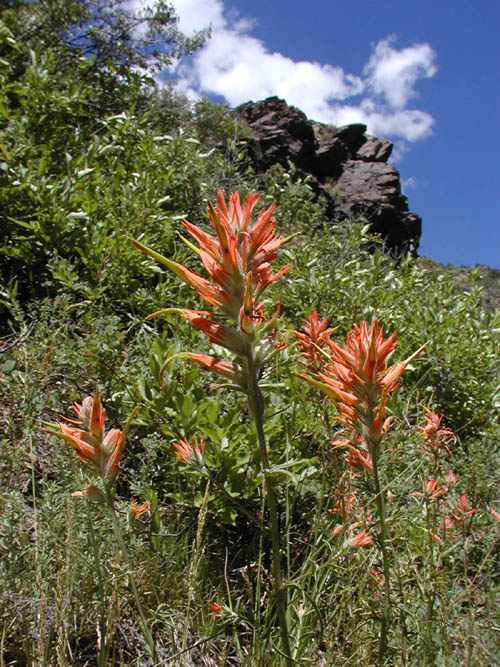 Castilleja integra (Wholeleaf Paintbrush) (alternate view 6)