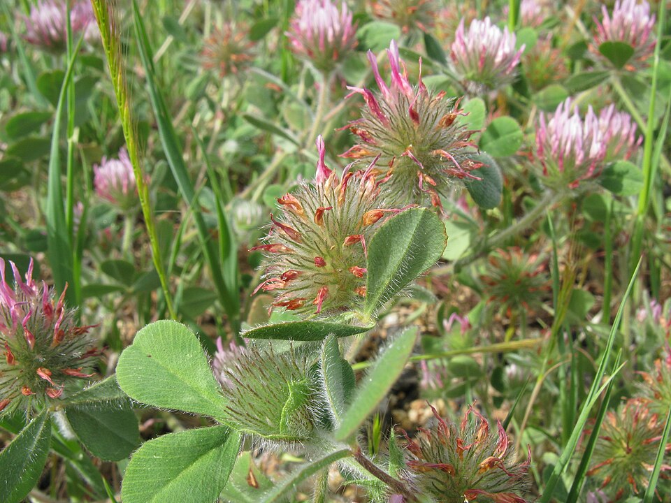 Trifolium hirtum (Rose Clover) (alternate view 6)