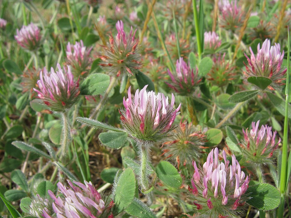 Trifolium hirtum (Rose Clover) (alternate view 7)