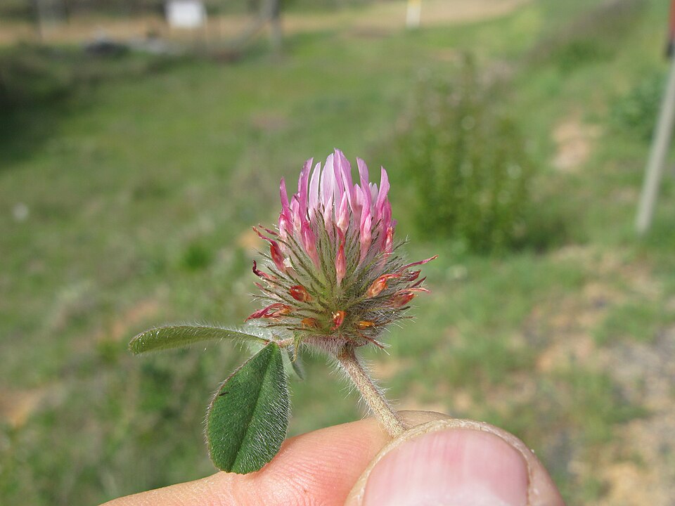 Trifolium hirtum (Rose Clover) (alternate view 8)