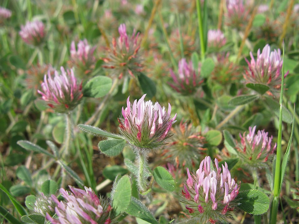 Trifolium hirtum (Rose Clover) (alternate view 9)