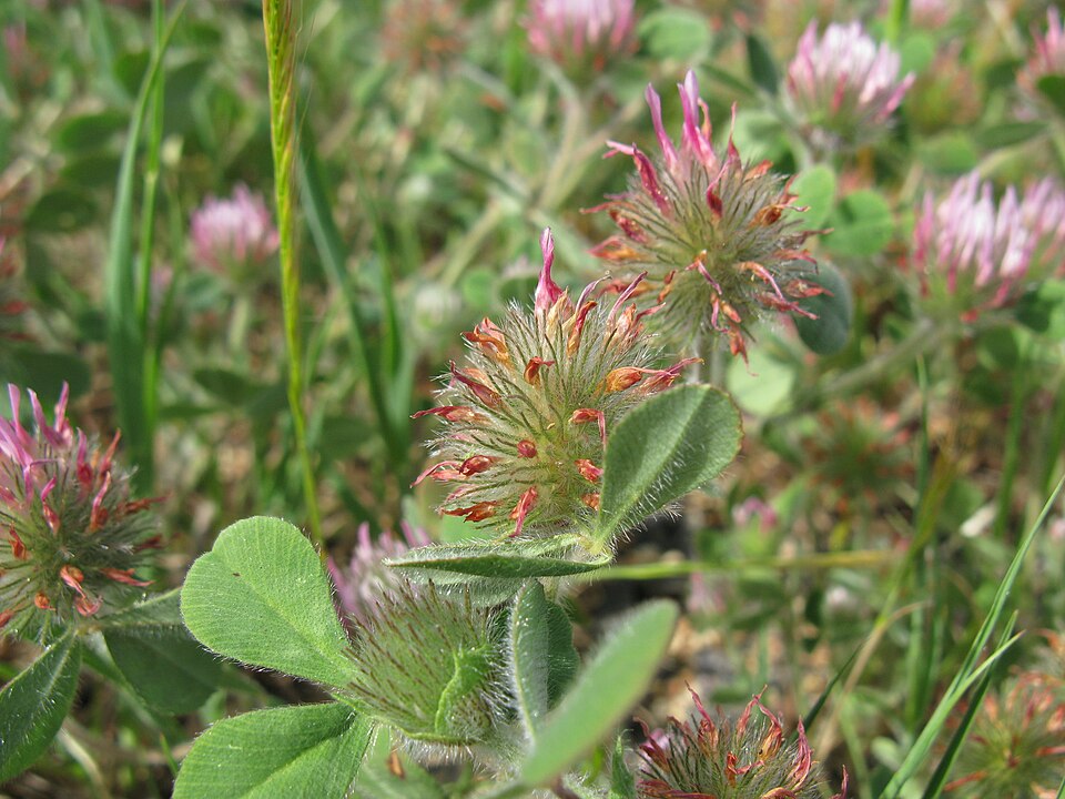Trifolium hirtum (Rose Clover) (alternate view 10)