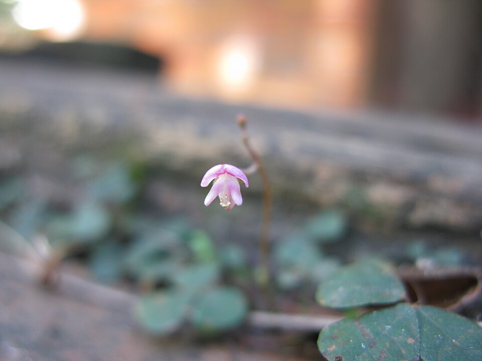 Pullenia gunnii (slender tick-trefoil) (alternate view 6)
