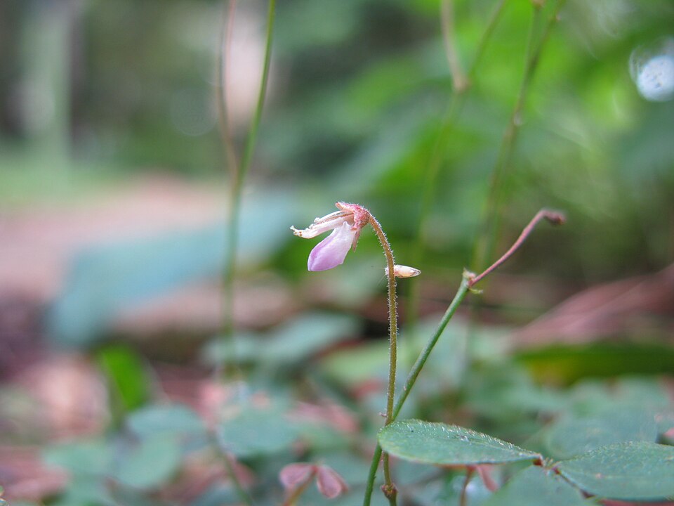 Pullenia gunnii (slender tick-trefoil) (alternate view 7)