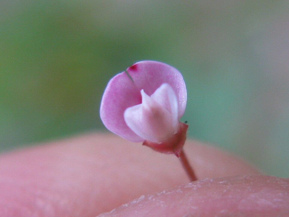 Pullenia gunnii (slender tick-trefoil) (alternate view 8)