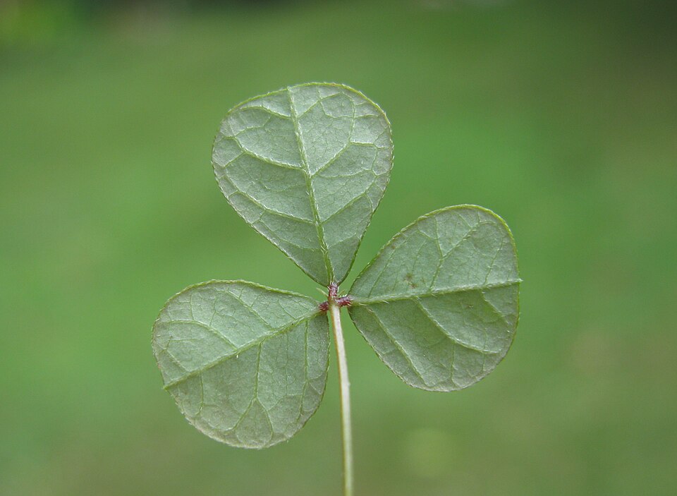 Pullenia gunnii (slender tick-trefoil) (alternate view 9)