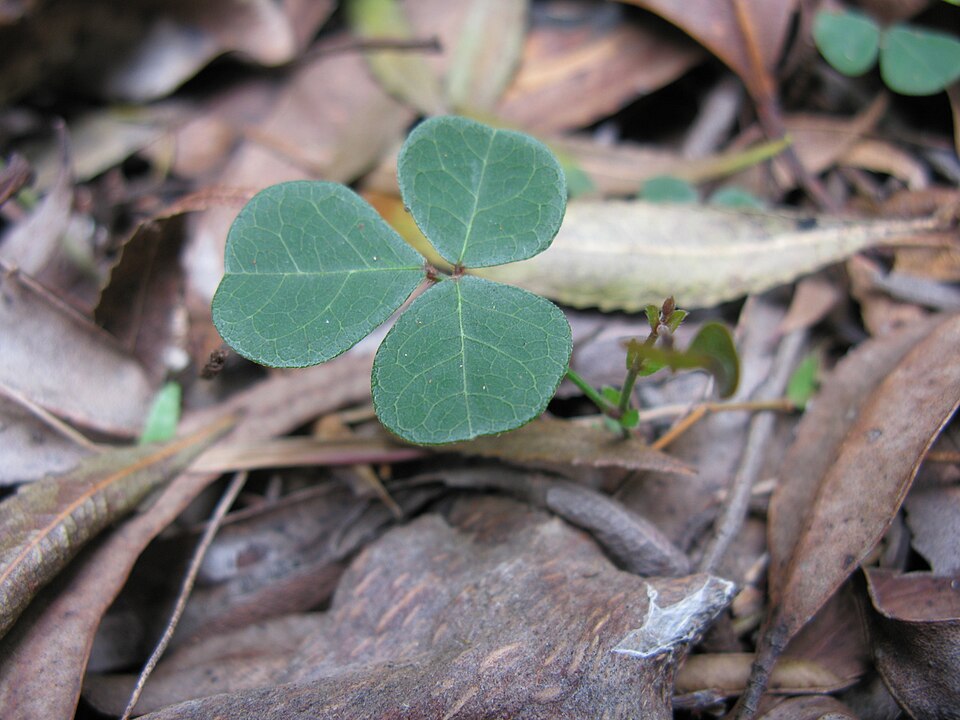 Pullenia gunnii (slender tick-trefoil) (alternate view 10)