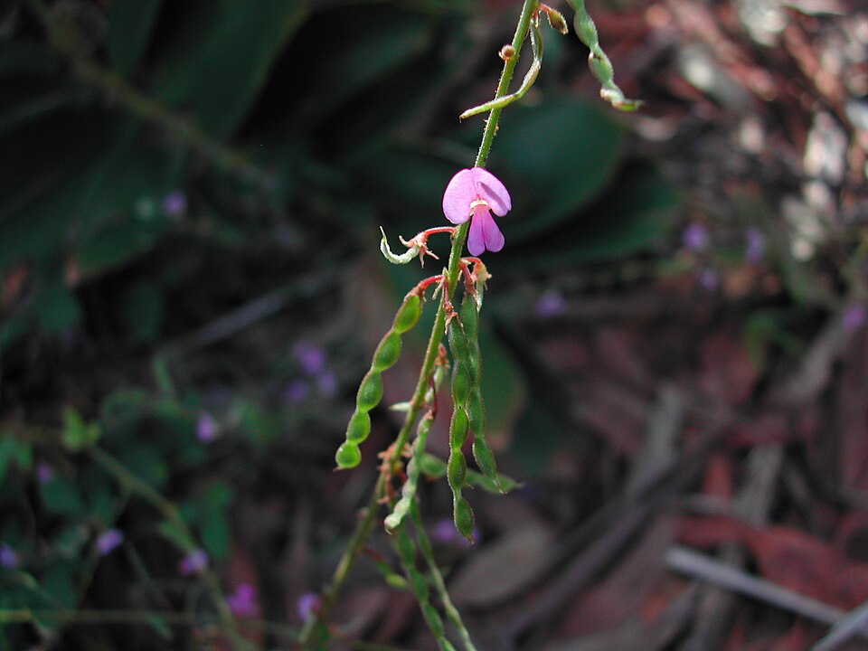 Desmodium rhytidophyllum (Rusty tick-trefoil) (alternate view 6)