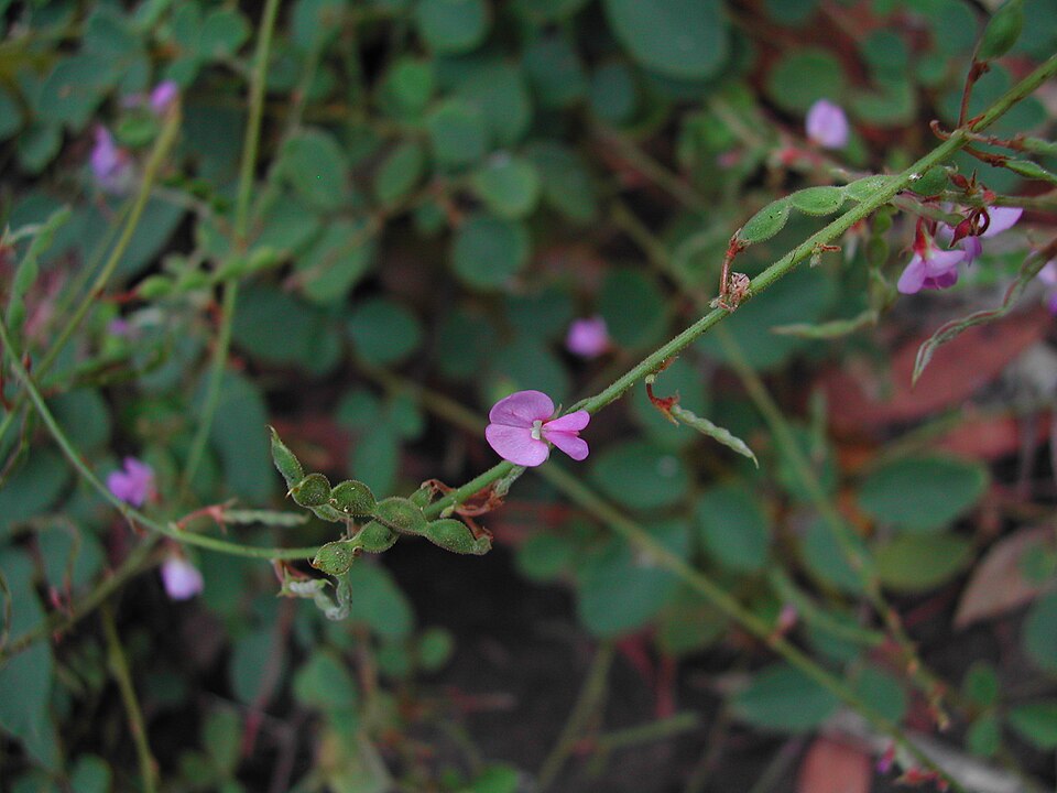 Desmodium rhytidophyllum (Rusty tick-trefoil) (alternate view 7)