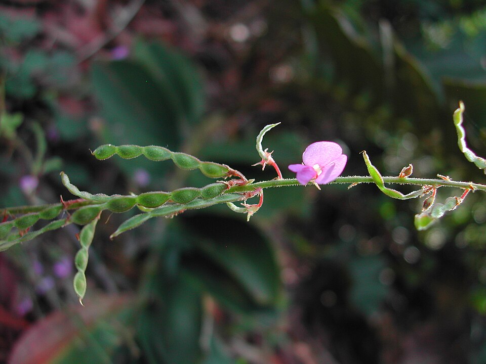 Desmodium rhytidophyllum (Rusty tick-trefoil) (alternate view 8)