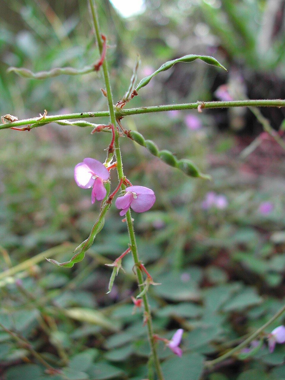 Desmodium rhytidophyllum (Rusty tick-trefoil) (alternate view 9)