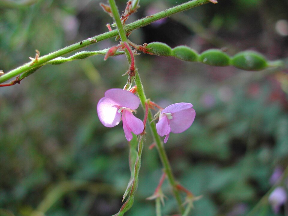 Desmodium rhytidophyllum (Rusty tick-trefoil) (alternate view 10)