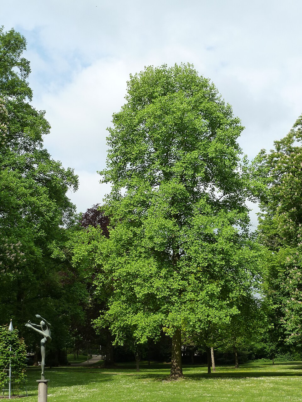 Liriodendron tulipifera (tulip tree) (alternate view 3)