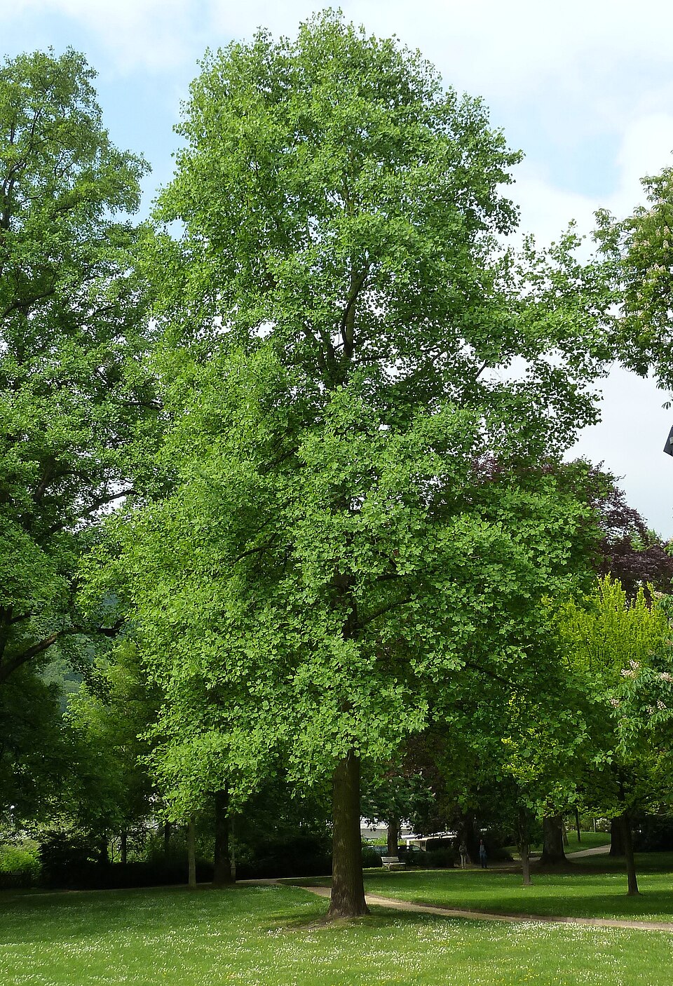 Liriodendron tulipifera (tulip tree) (alternate view 4)